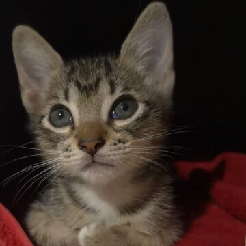 Miro, the Miracle Kitten Image of a cat