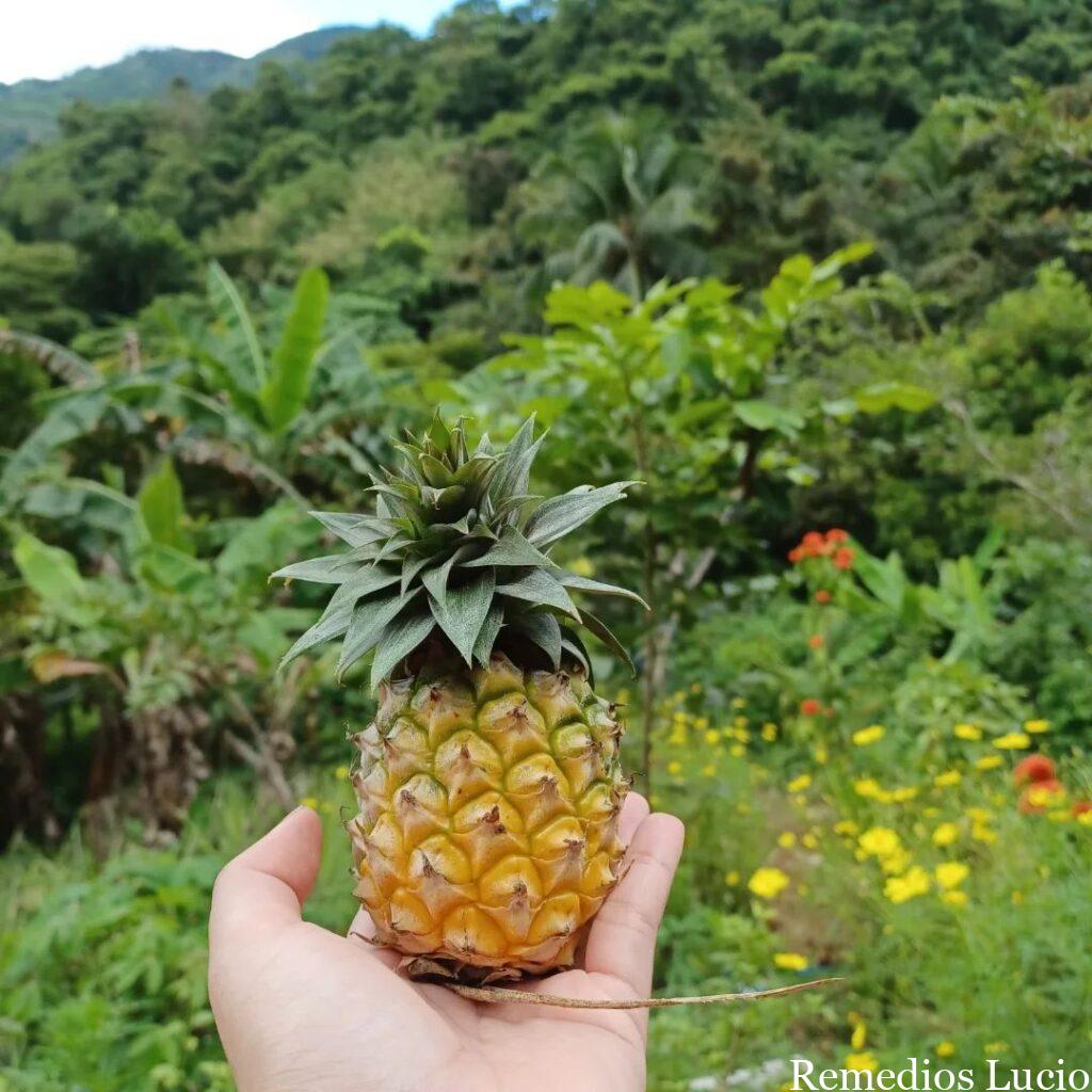 Image of a pineapple
