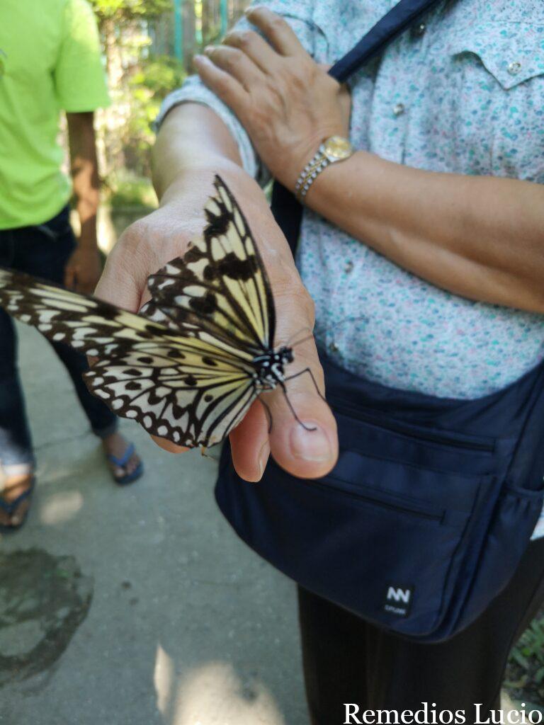 Image of a butterfly