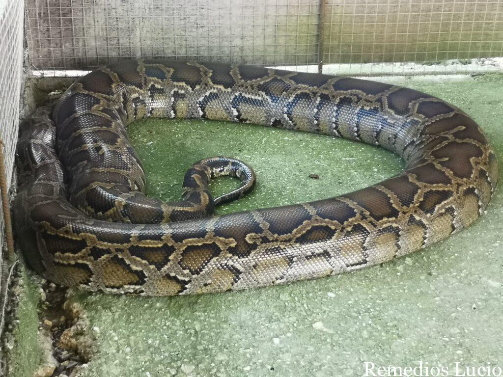 Image of an animal