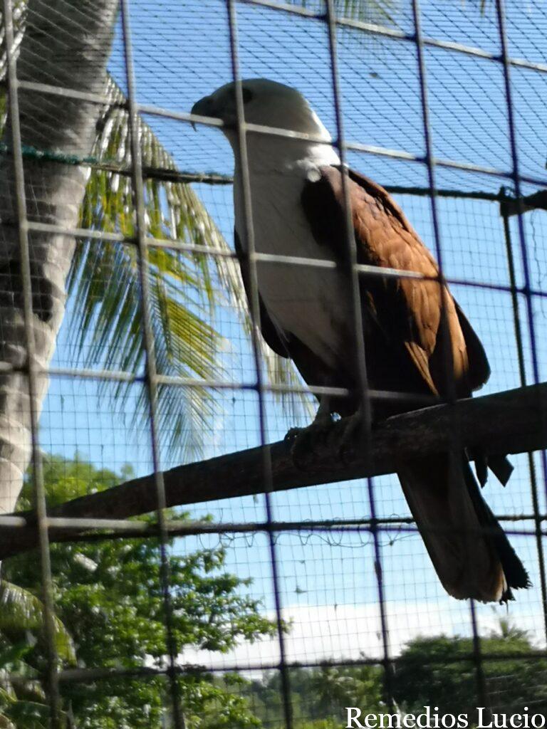 Image of an animal
